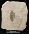 Fossil Quercus (Oak) Leaf - Green River Formation #16338-1